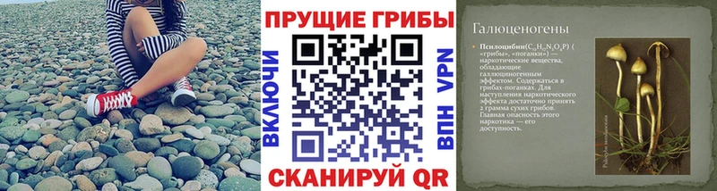 где найти наркотики  Торжок  Псилоцибиновые грибы Psilocybe 